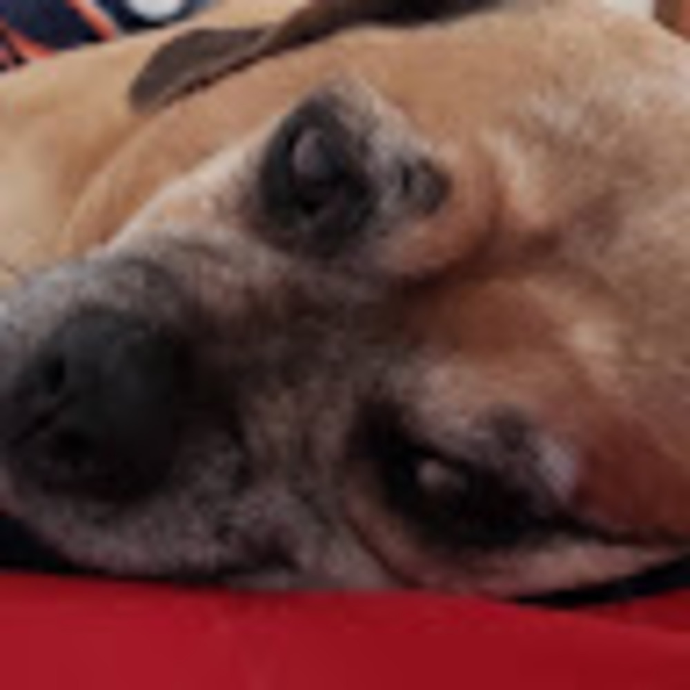 Meet your Posher, Bht